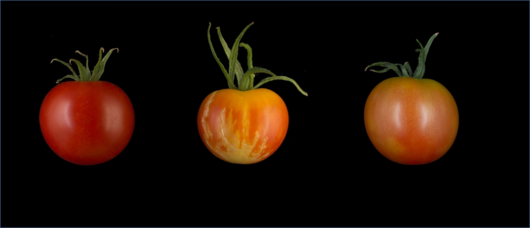 crispr cas tomaten